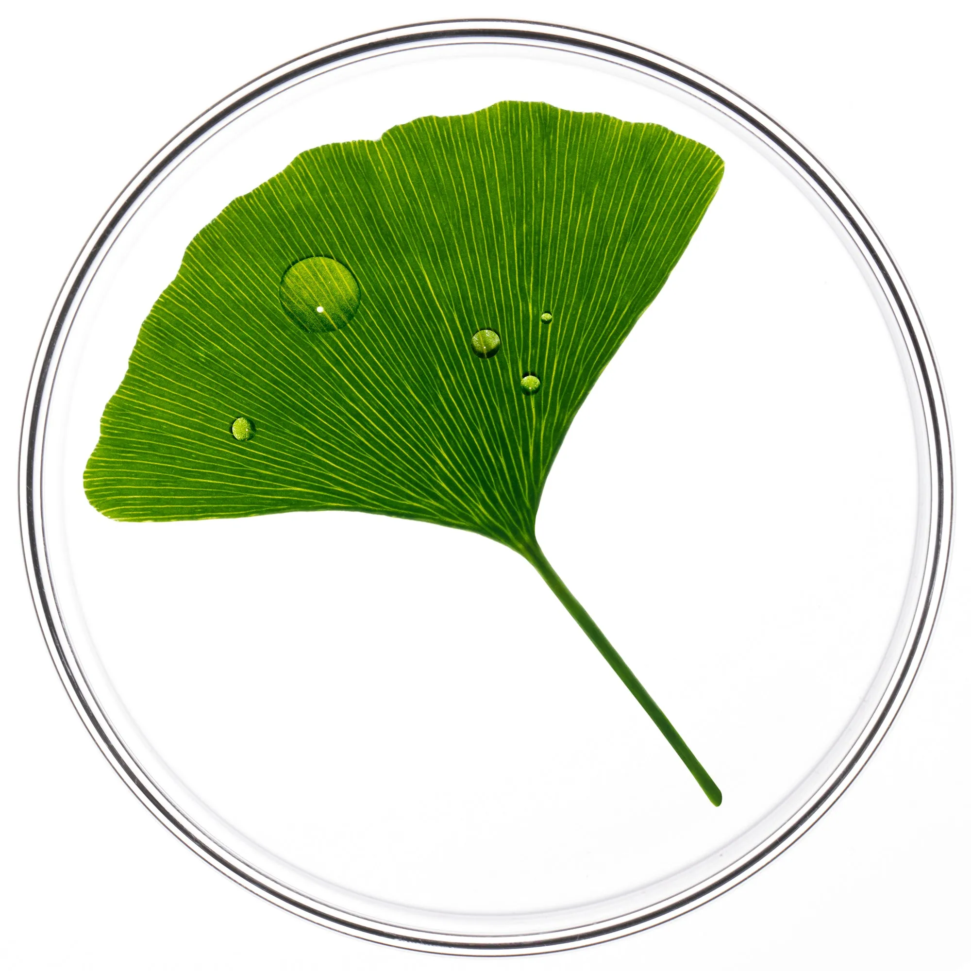 PHYTOCYANE Revitalizing Treatment for Reactional Hair Thinning - Women