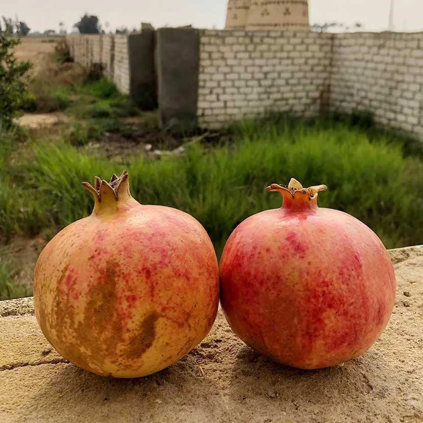 Pomegranate Seed Oil | 100% pure, cold-pressed, Vit.C-rich antioxidant oil